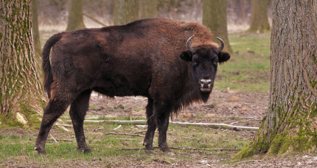 Bison in Poland. Where can we find them? – Tom Diserens